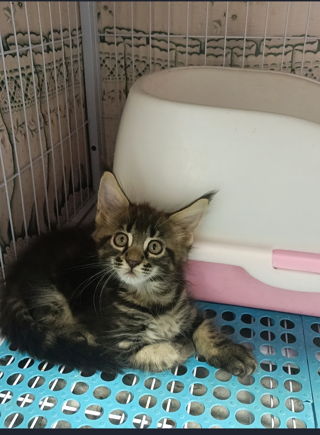 缅因猫棕虎,疫苗已扎 ,有健康问题给退。